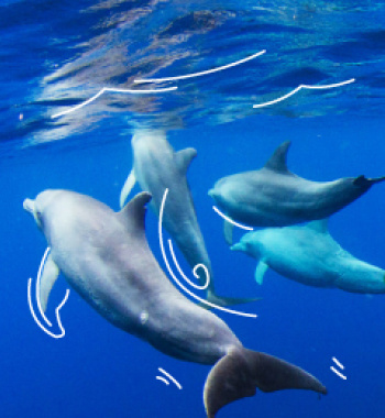 Delfines