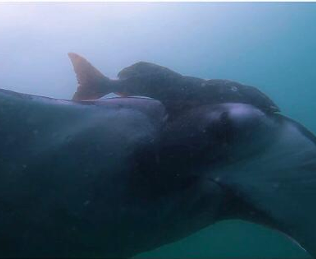 Mantaraya Gigante