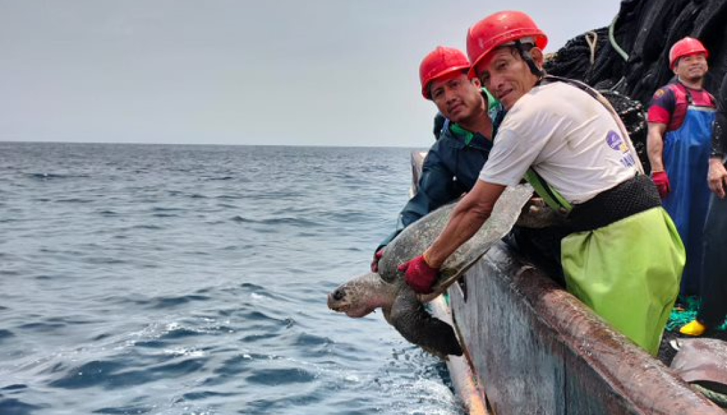 Liberacion de tortugas