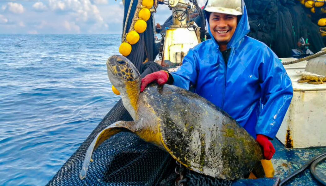 Liberacion de tortugas