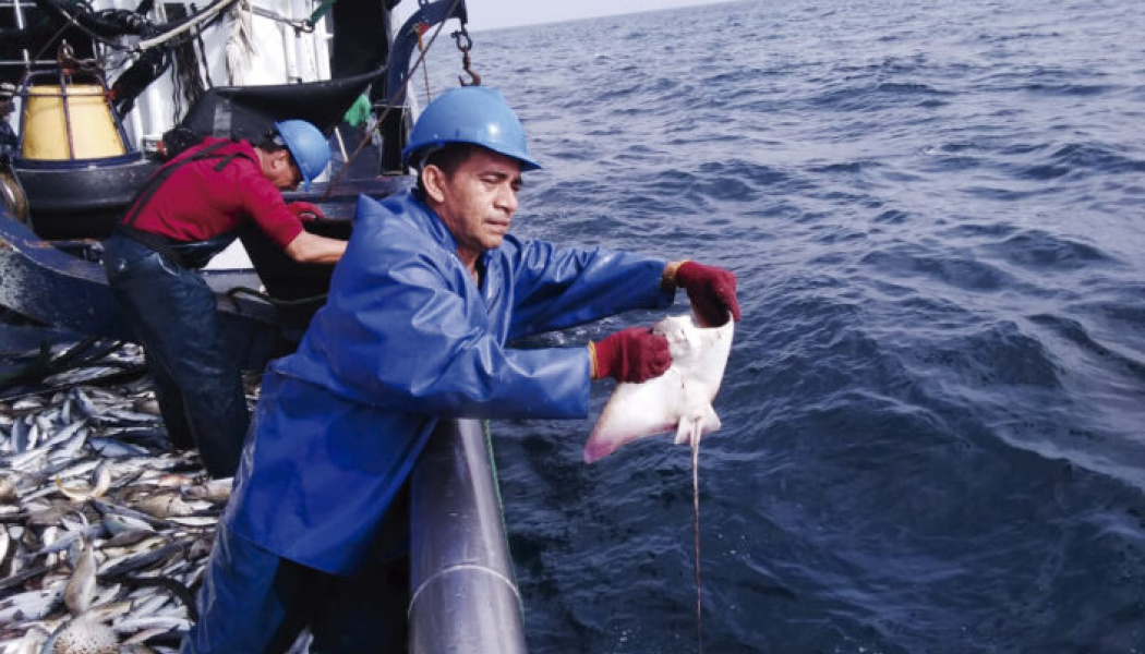 Liberación de rayas