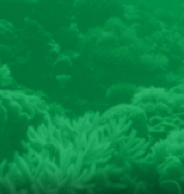 Participación internacional