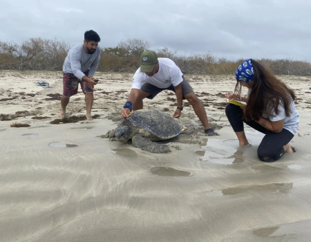 Evaluación tortuga marina