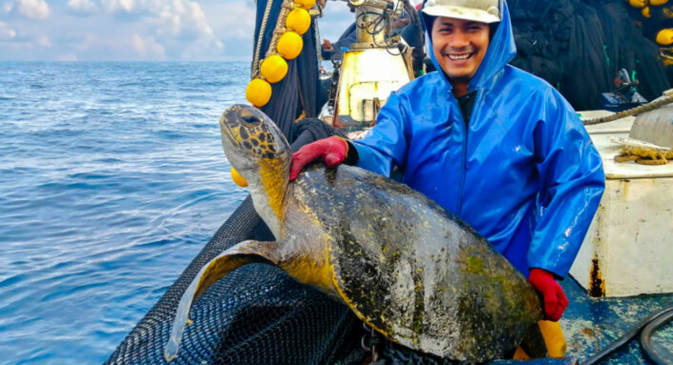 Liberacion de tortugas