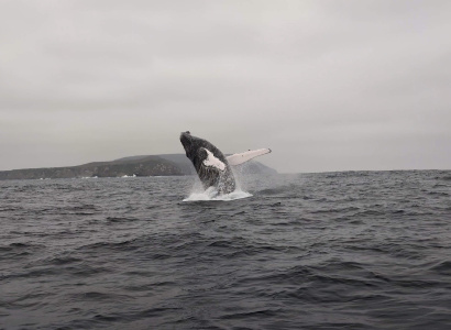 Ballena jorobada