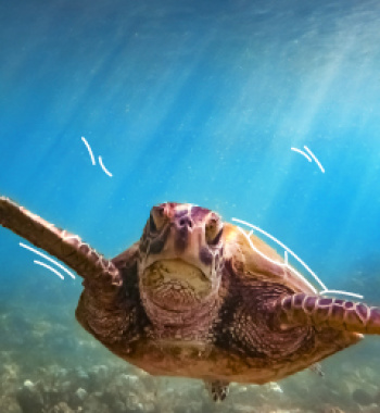 Tortuga
