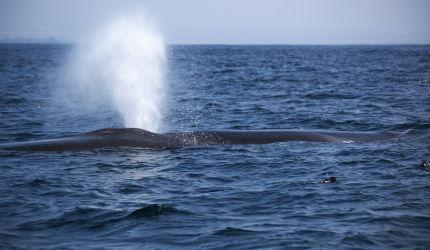 Ballena de aleta en mar abierto 