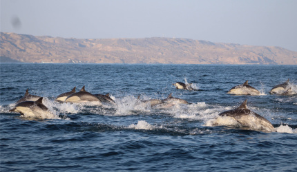 Delfines comunes en el Pacífico Sudeste