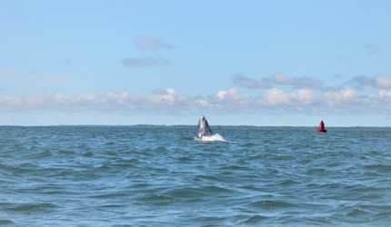 Ballenato saltando al frente de Isla Palma en Bahia Malaga, Buenaventura, Colombia