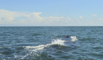 Espiraculo de ballena jorobada navegando en Uramba Bahia Malaga en Buenaventura, Colombia
