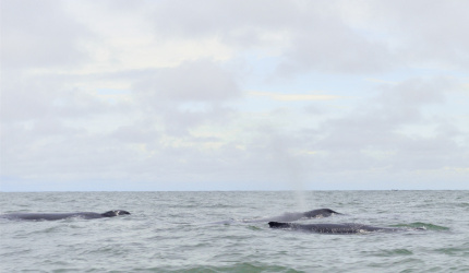 Ballena jorobada navengando con su cria y escolta