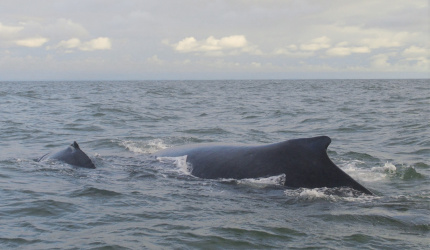 Aletas dorsales de ballena jorobada con cria en Uramba Bahia Malaga, Buenaventura, Colombia