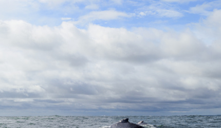 Madre de ballena jorobada navegando con su ballenato en Uramba Bahia Malaga, Buenaventura, Colombia 