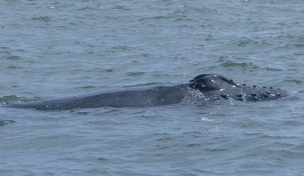 Ballena jorobada saliendo a superfie en Uramba Bahia Malaga, Buenaventura, Colombia