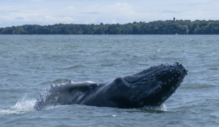 Ballenato explorando la superficie mostrando un perfil de su aleta pectoral en Uramba Bahia Malaga, Buenaventura, Colombia