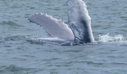 Aletas pectorales de ballenato en Uramba Bahia Malaga, Buenaventura, Colombia 