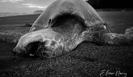 Algunas tortugas llegan su ciclo final de vida