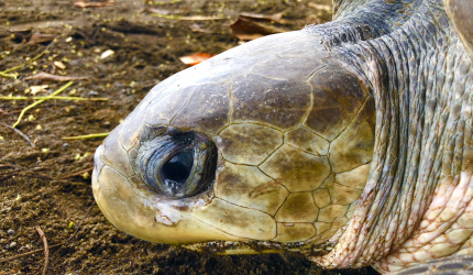 Tortuga Lora (Lepidochelys olivacea)