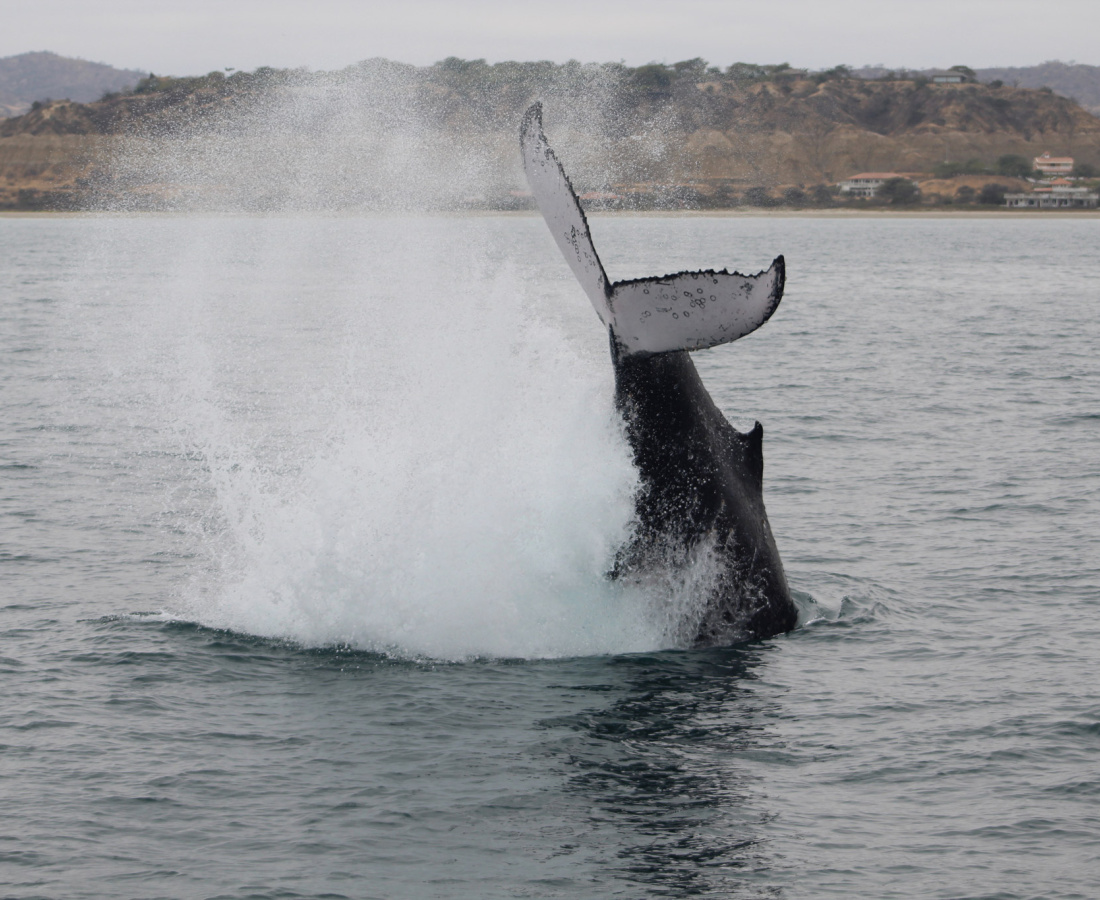 Ballena jorobada Megaptera novaeangliae - Los Órganos - Reserva Nacional Mar Tropical de Grau