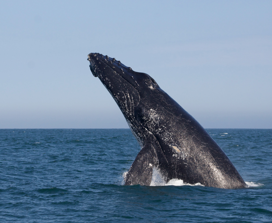 Ballena jorobada Megaptera novaeangliae - Los Órganos - Reserva Nacional Mar Tropical de Grau