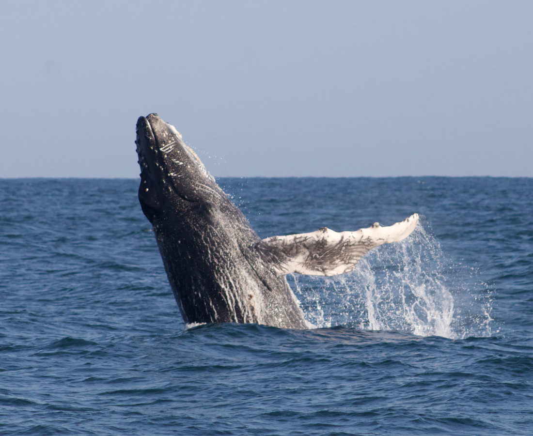 Ballena jorobada Megaptera novaeangliae - Los Órganos - Reserva Nacional Mar Tropical de Grau