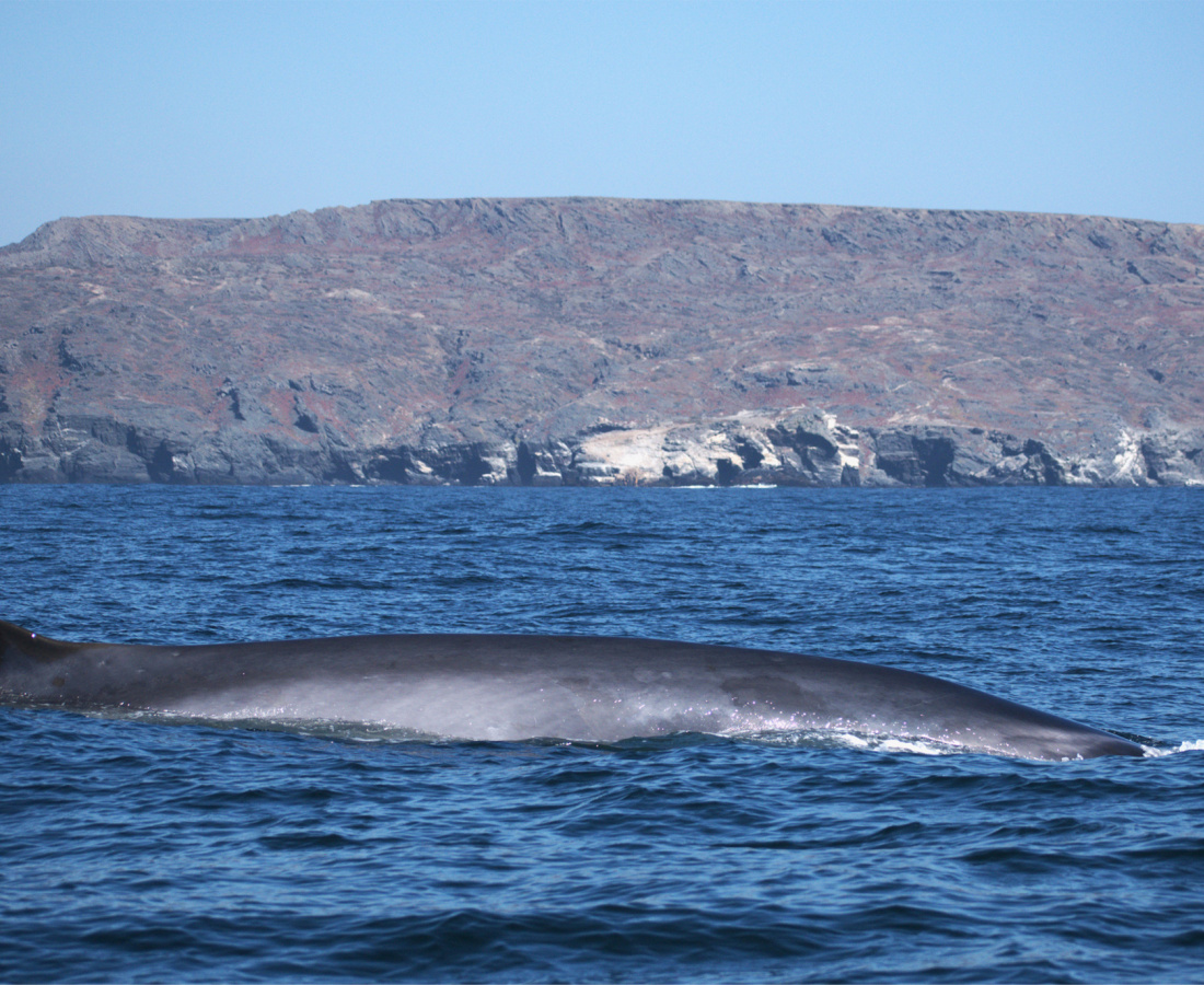 Ballena de aleta en mar abierto 