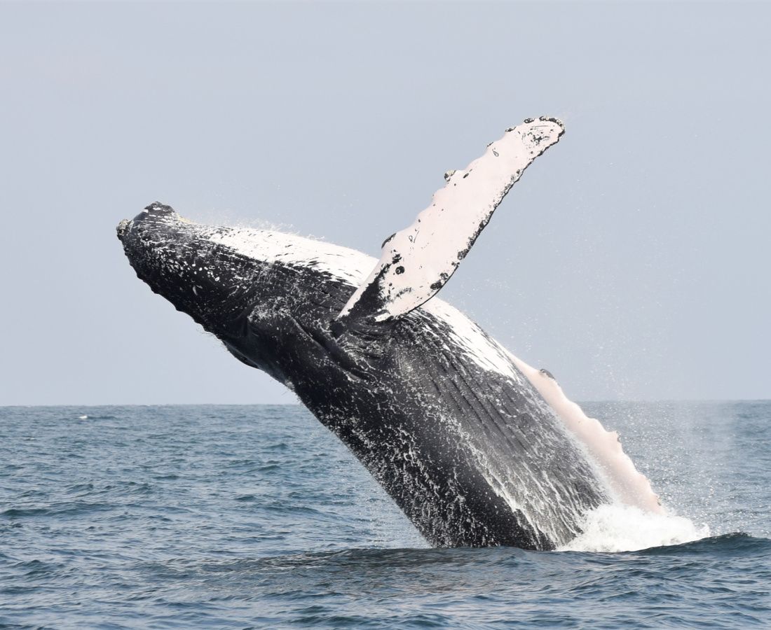 Ballena jorobada en mar abierto 