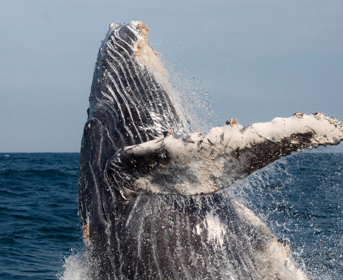 Ballena jorobada Megaptera novaeangliae - Los Órganos - Reserva Nacional Mar Tropical de Grau