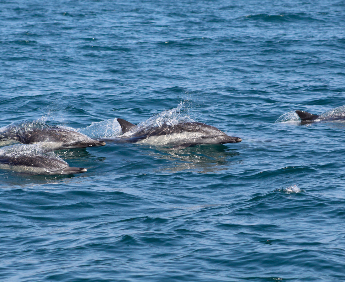 Delfines comunes en el Pacífico Sudeste
