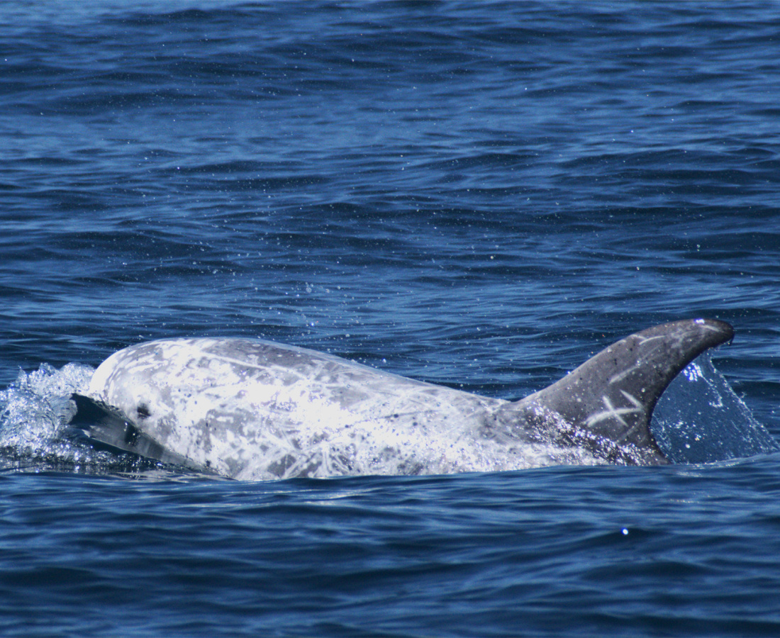 Orca en mar abierto 
