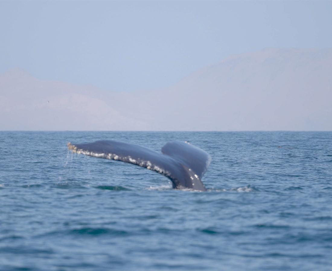 Ballena sumergiéndose en el mar
