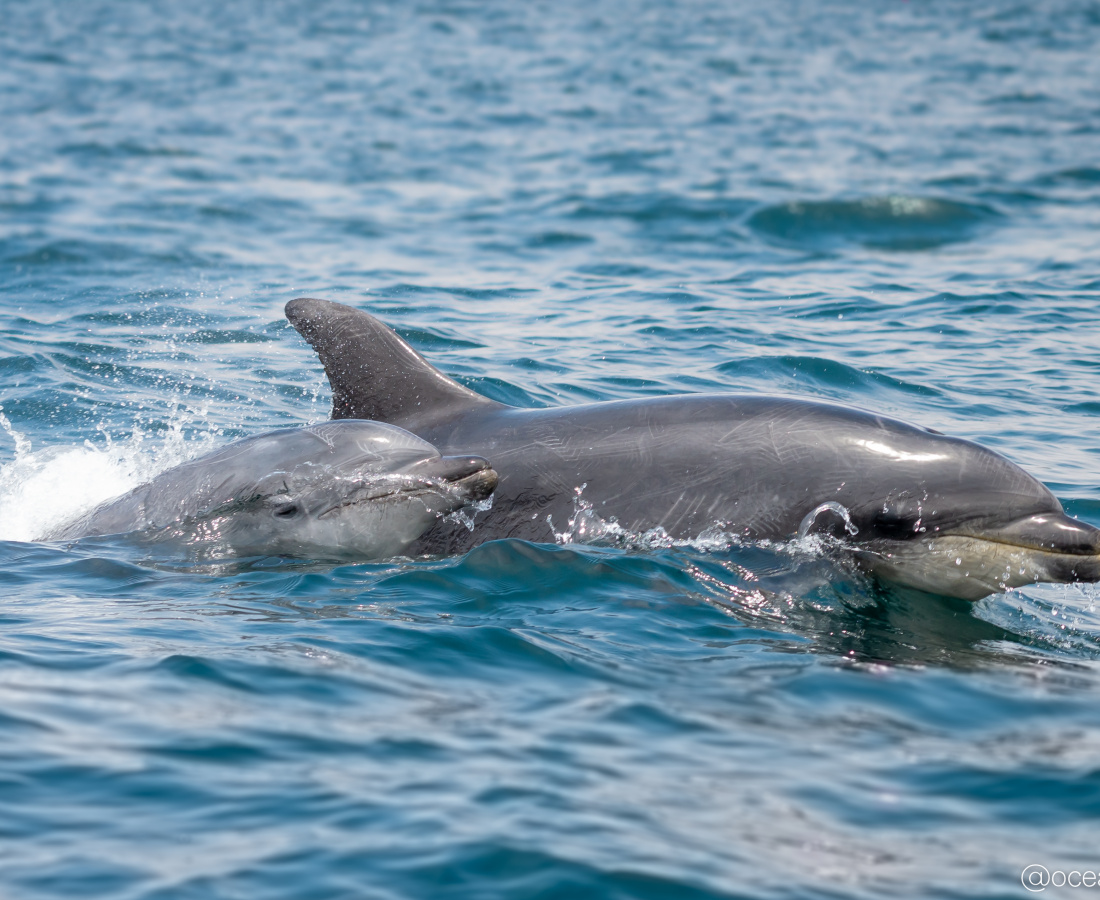 Delfin nariz de botella con cría - Tursiops truncatus