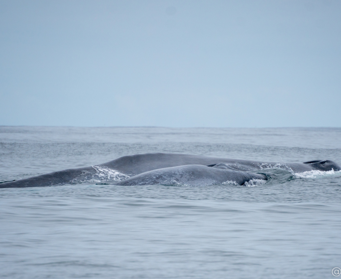 Ballena azul - madre con cría