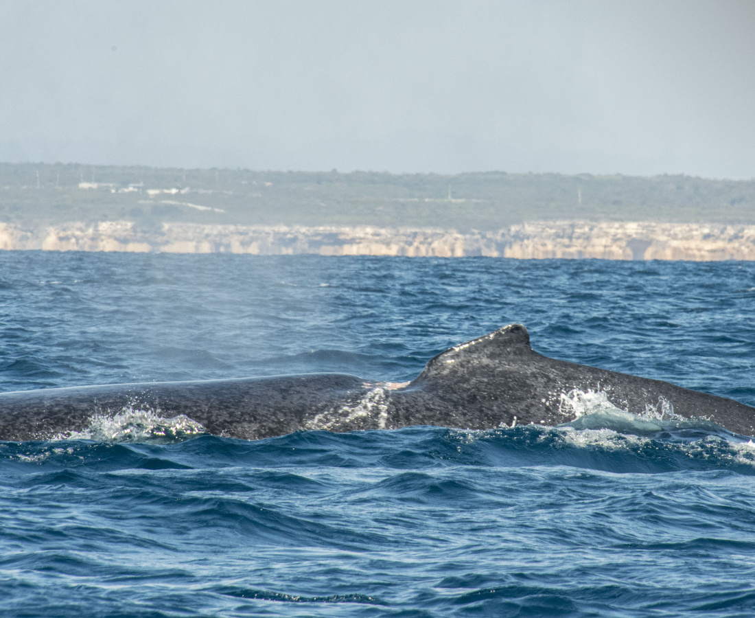 Dorso de una ballena adulta con una lesión o malformación