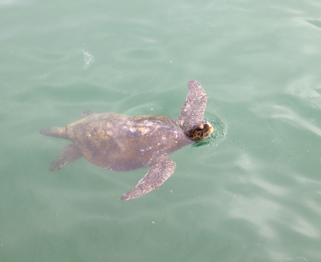 Tortuga en el mar