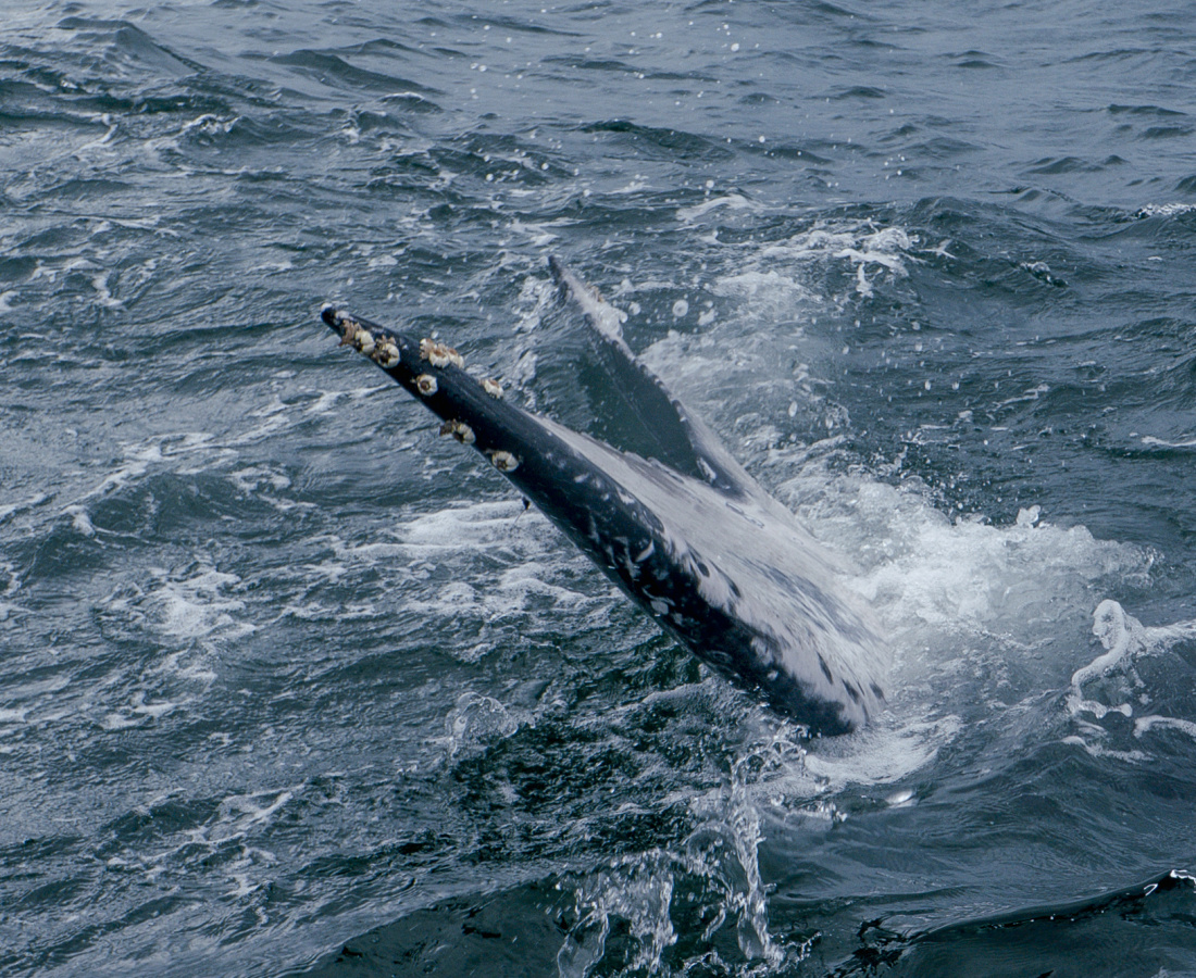Aleta caudal de ballena jorobada en Uramba Bahia Malaga, Buenaventura, Colombia
