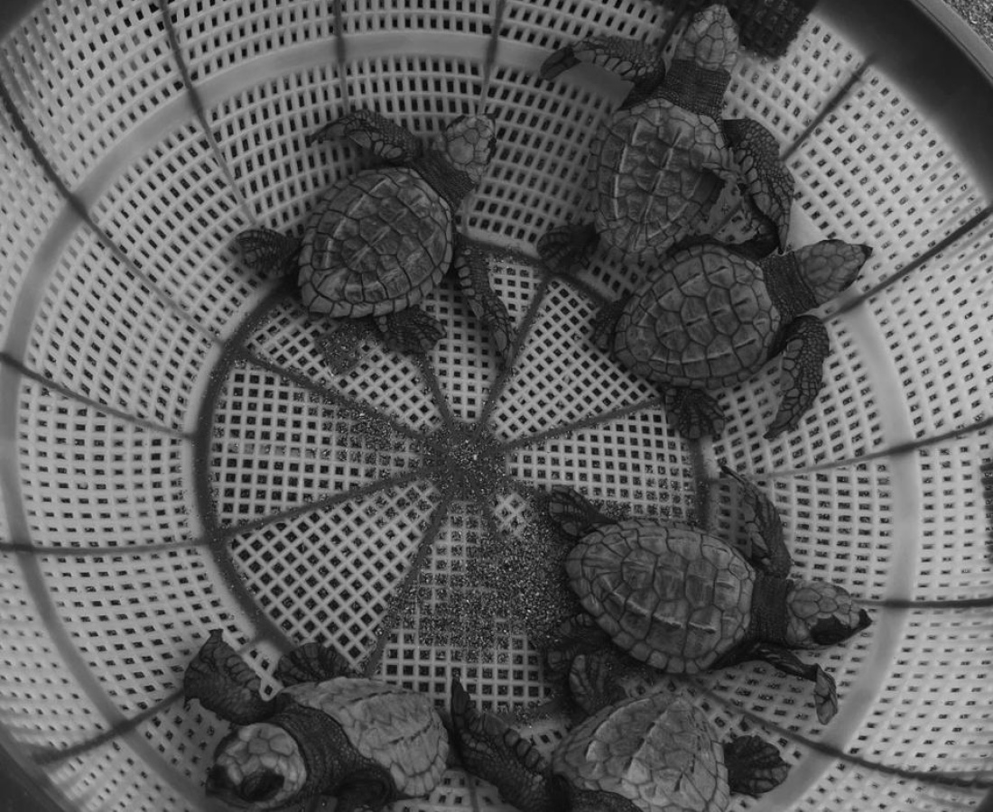 Neonatos de Tortuga Golfina (Lepidochelys olivacea)