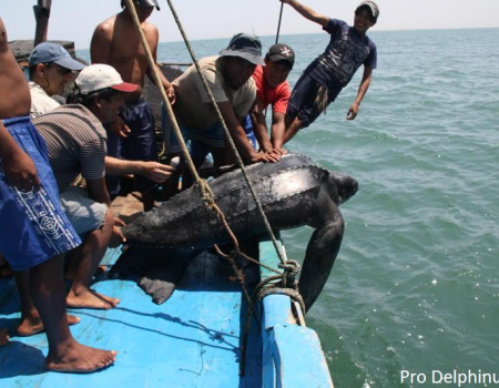 Liberación de tortuga marina