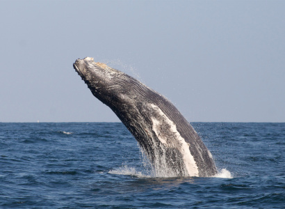 Ballena jorobada Megaptera novaeangliae - Los Órganos - Reserva Nacional Mar Tropical de Grau