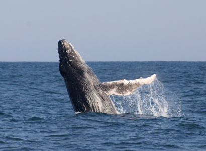 Ballena jorobada Megaptera novaeangliae - Los Órganos - Reserva Nacional Mar Tropical de Grau