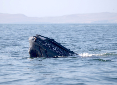 Ballena asomándose a la superficie