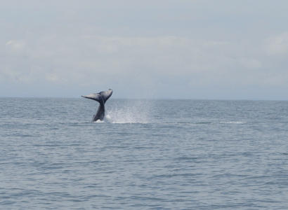 Serie de ballenato jugando con su aleta caudal en Uramba Bahia Malaga, Buenaventura, Colombia 