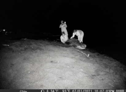 Monitoreo de tortuga Baula, imágenes cámara trampa 