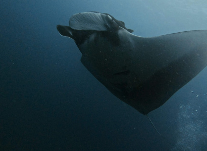 Mobula