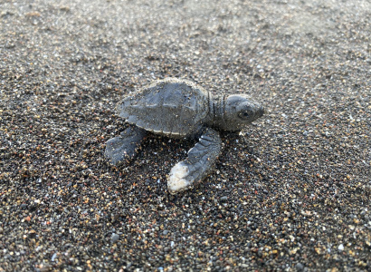 Coloración blanca en una aleta y deformidad en el caparazón del neonato de tortuga lora 