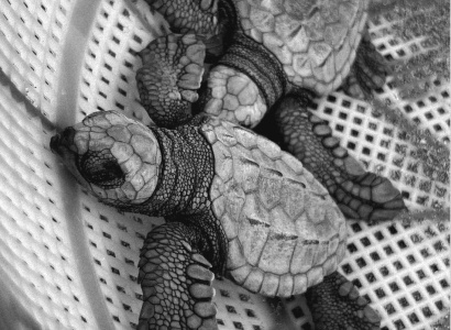Neonatos de Tortuga Golfina (Lepidochelys olivacea)