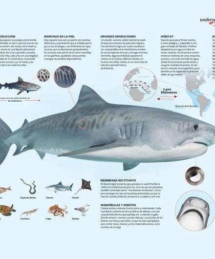 115_Tiger-shark-Spanish.pdf