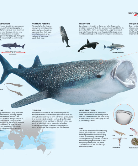 12. MarViva, 2021.1.pdf