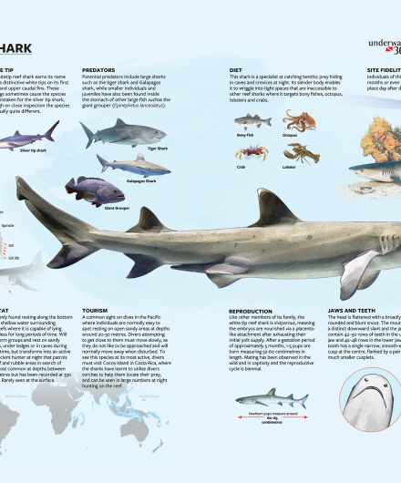 13. MarViva, 2021.2.pdf