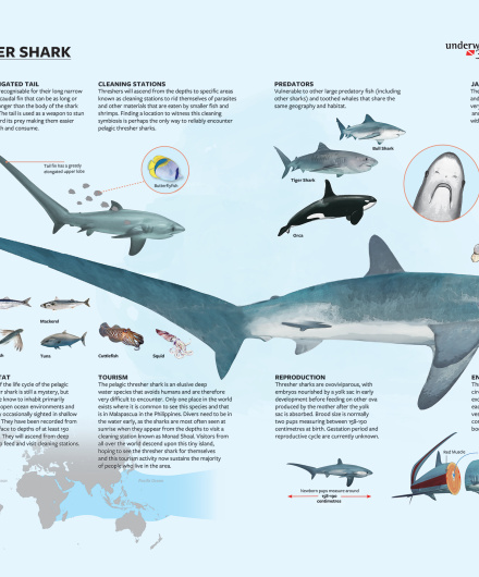 14. MarViva, 2021.3.pdf